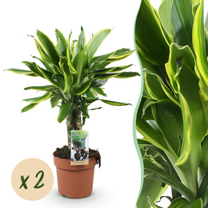 Livraison plante Dracaena fragrans Golden Coast
