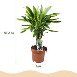 Livraison plante Dracaena fragrans Golden Coast