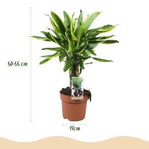 Livraison plante Dracaena fragrans Golden Coast