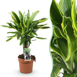 Livraison plante Dracaena fragrans Golden Coast