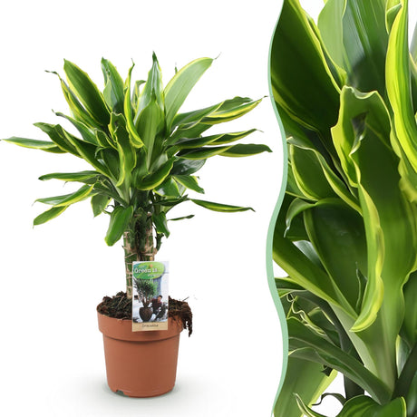 Livraison plante Dracaena fragrans Golden Coast