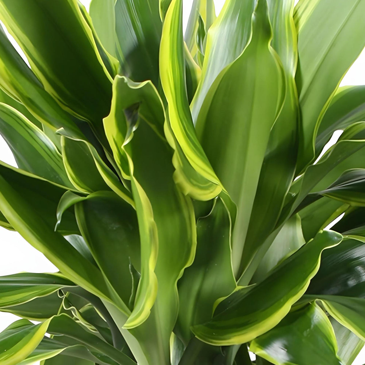 Livraison plante Dracaena fragrans Golden Coast – Lot de 2 – Pot 17 cm