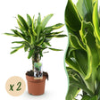 Livraison plante Dracaena fragrans Golden Coast – Lot de 2 – Pot 17 cm
