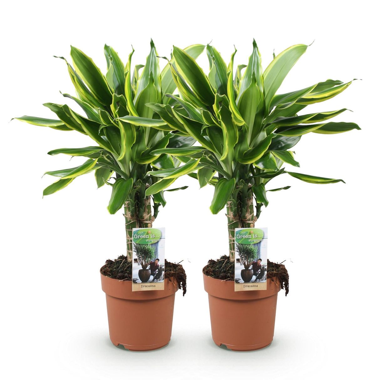 Livraison plante Dracaena fragrans Golden Coast – Lot de 2 – Pot 17 cm