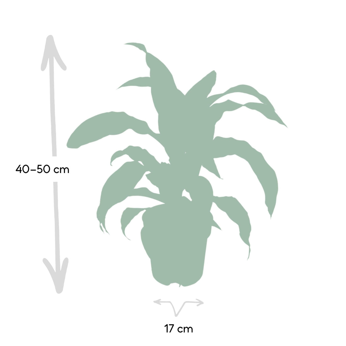 Livraison plante Dracaena 'Fragrans Groen Geel'