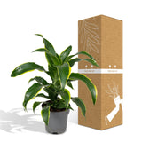 Livraison plante Dracaena 'Fragrans Groen Geel'