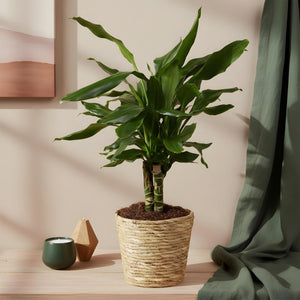 Livraison plante Dracaena fragrans Steudneri