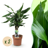 Livraison plante Dracaena fragrans Steudneri