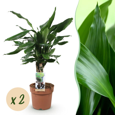 Livraison plante Dracaena fragrans Steudneri – Lot de 2 – Hauteur 50 - 55 cm