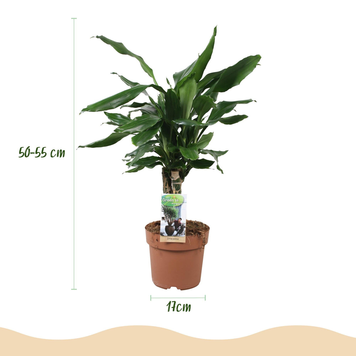 Livraison plante Dracaena fragrans Steudneri – Lot de 2 – Hauteur 50 - 55 cm