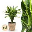 Livraison plante Dracaena Golden Coast – Lot de 2 – Hauteur 50 - 55 cm