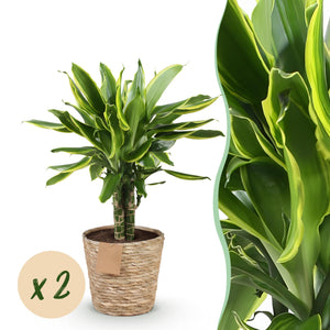 Livraison plante Dracaena Golden Coast – Lot de 2 – Hauteur 50 - 55 cm