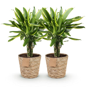 Livraison plante Dracaena Golden Coast – Lot de 2 – Hauteur 50 - 55 cm