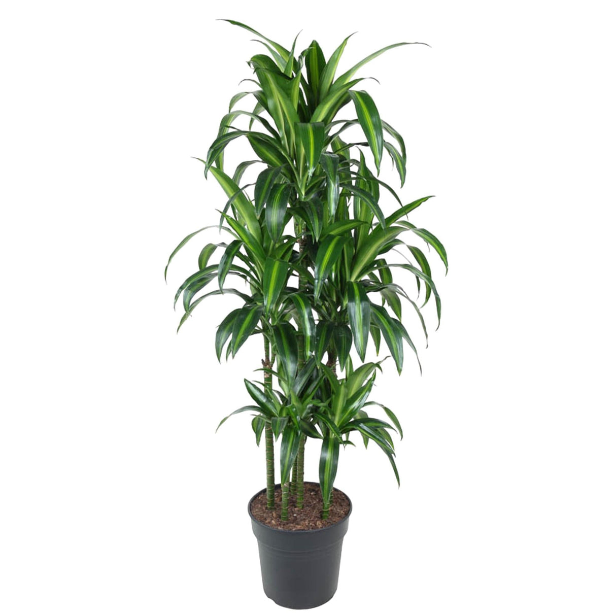 Livraison plante Dracaena Hawaiiana Carrousel - 150 cm - ø31