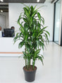 Livraison plante Dracaena Hawaiiana Carrousel