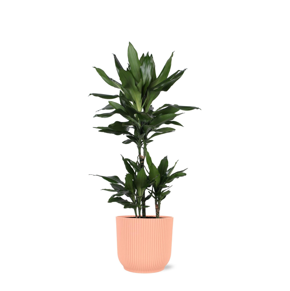 Livraison plante Dracaena Janet Lind et son pot