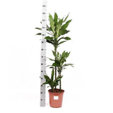 Livraison plante Dracaena Janet Lind et son pot