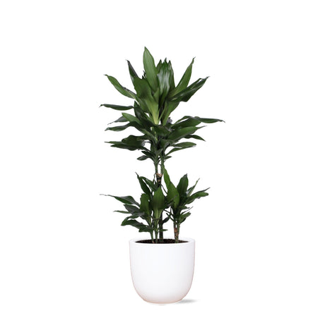 Livraison plante Dracaena Janet Lind et son pot