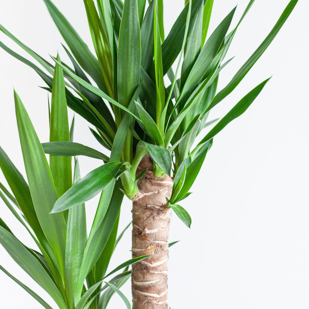 Livraison plante Dracaena Janet Lindt et son pot