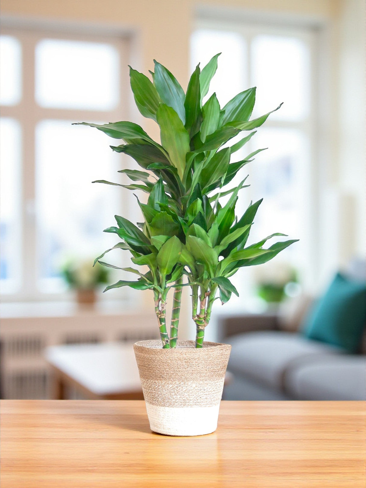 Dracaena Janet Lindt y su olla