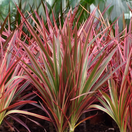 Livraison plante Dracaena Magenta