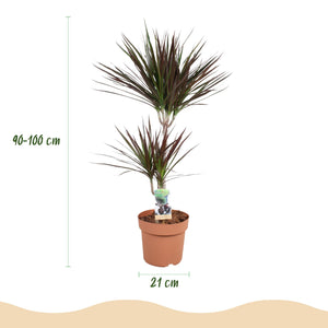 Livraison plante Dracaena Magenta