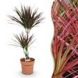 Livraison plante Dracaena Magenta