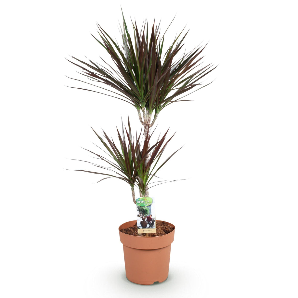 Livraison plante Dracaena Magenta