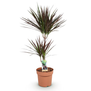 Livraison plante Dracaena Magenta