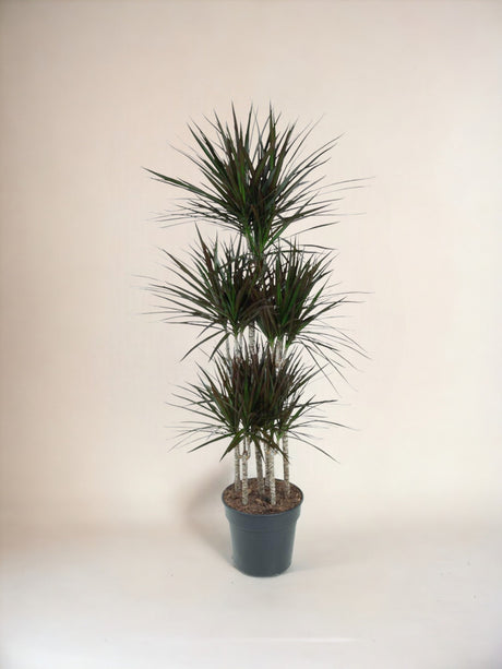 Livraison plante Dracaena Magenta Carrousel - 150cm - ø31