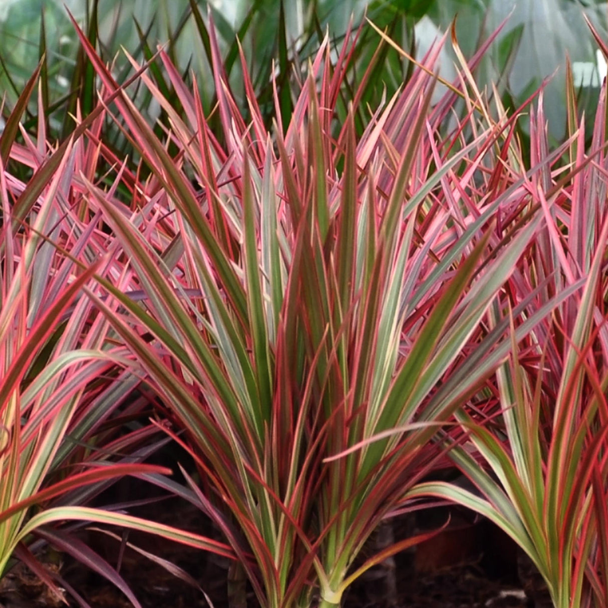 Livraison plante Dracaena Magenta et panier H75cm