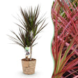 Livraison plante Dracaena Magenta et panier H75cm