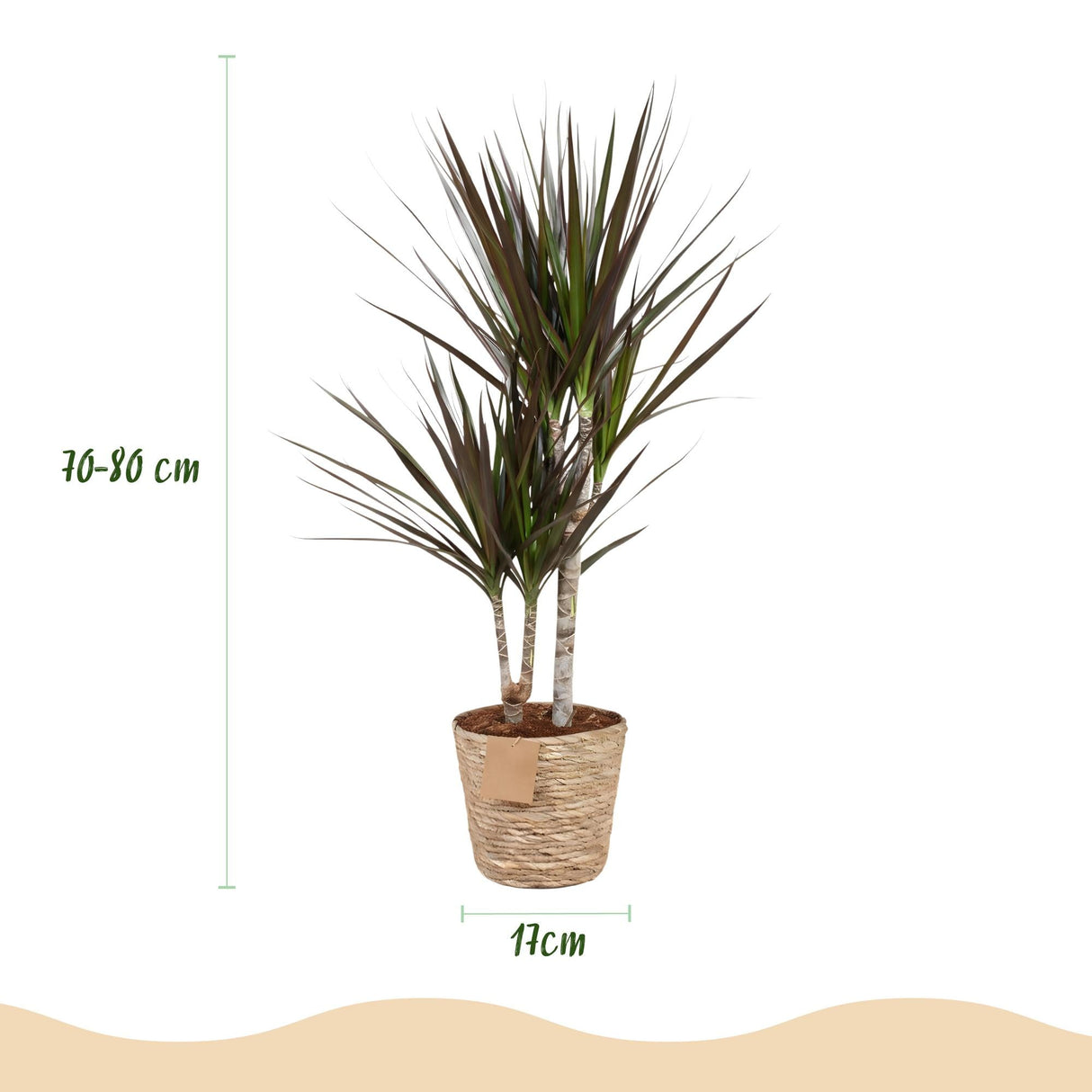 Livraison plante Dracaena Magenta et panier H75cm