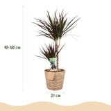 Livraison plante Dracaena Magenta et panier H90cm