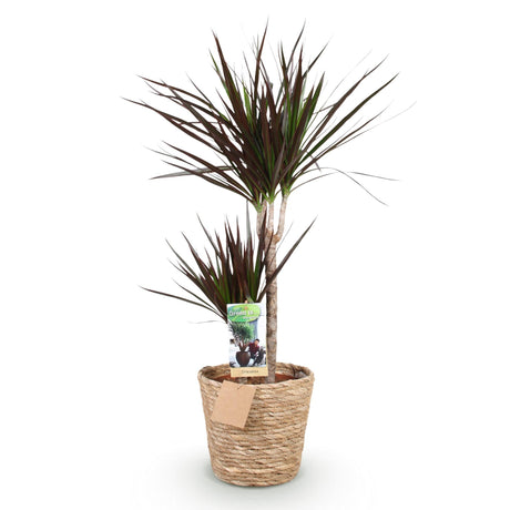 Livraison plante Dracaena Magenta et panier H90cm