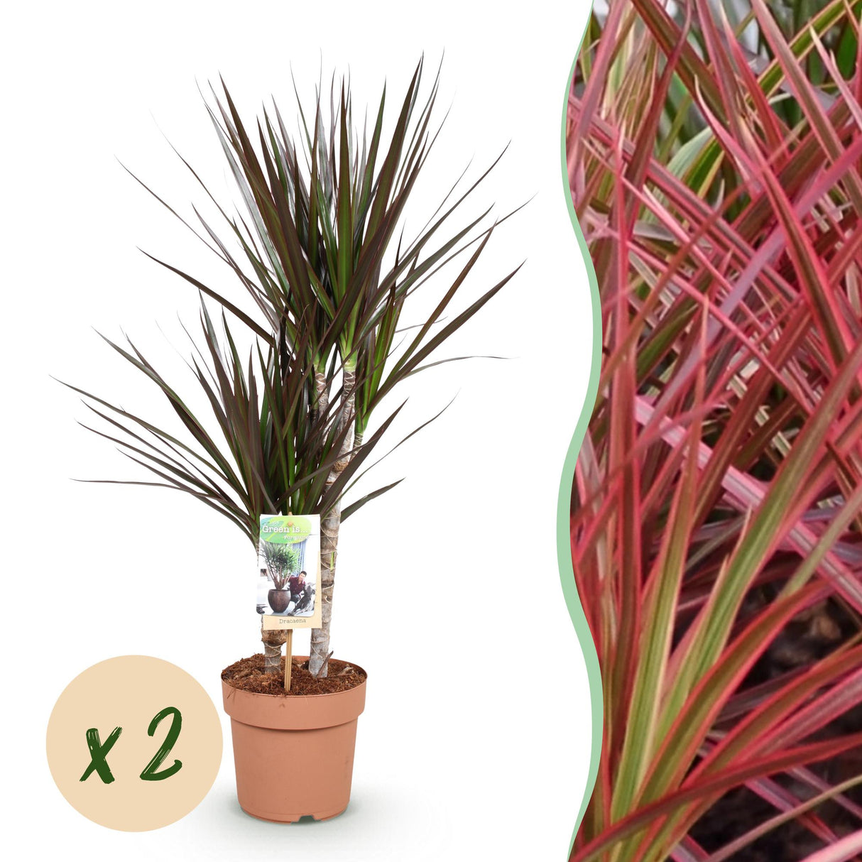 Livraison plante Dracaena Magenta – Lot de 1