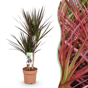 Livraison plante Dracaena Magenta – Lot de 1