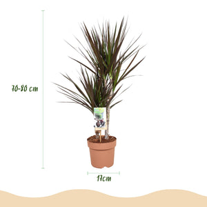 Livraison plante Dracaena Magenta – Lot de 1