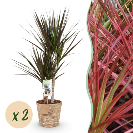 Livraison plante Dracaena Magenta – Lot de 2 – Pot 17 cm – Hauteur 70 - 80 cm