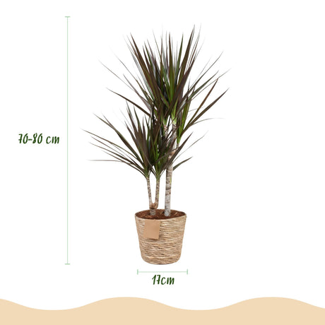 Livraison plante Dracaena Magenta – Lot de 2 – Pot 17 cm – Hauteur 70 - 80 cm