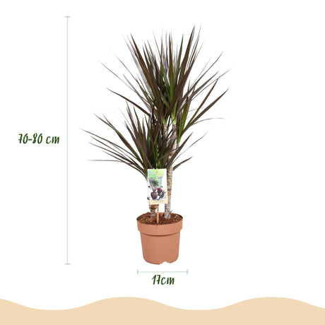 Livraison plante Dracaena Magenta – Lot de 2 – Pot 17 cm – Hauteur 70 - 80 cm