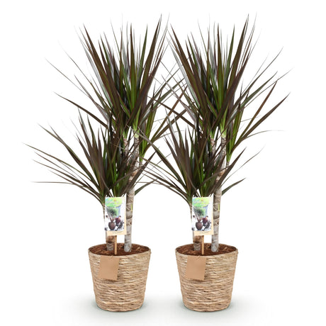 Livraison plante Dracaena Magenta – Lot de 2 – Pot 17 cm – Hauteur 70 - 80 cm