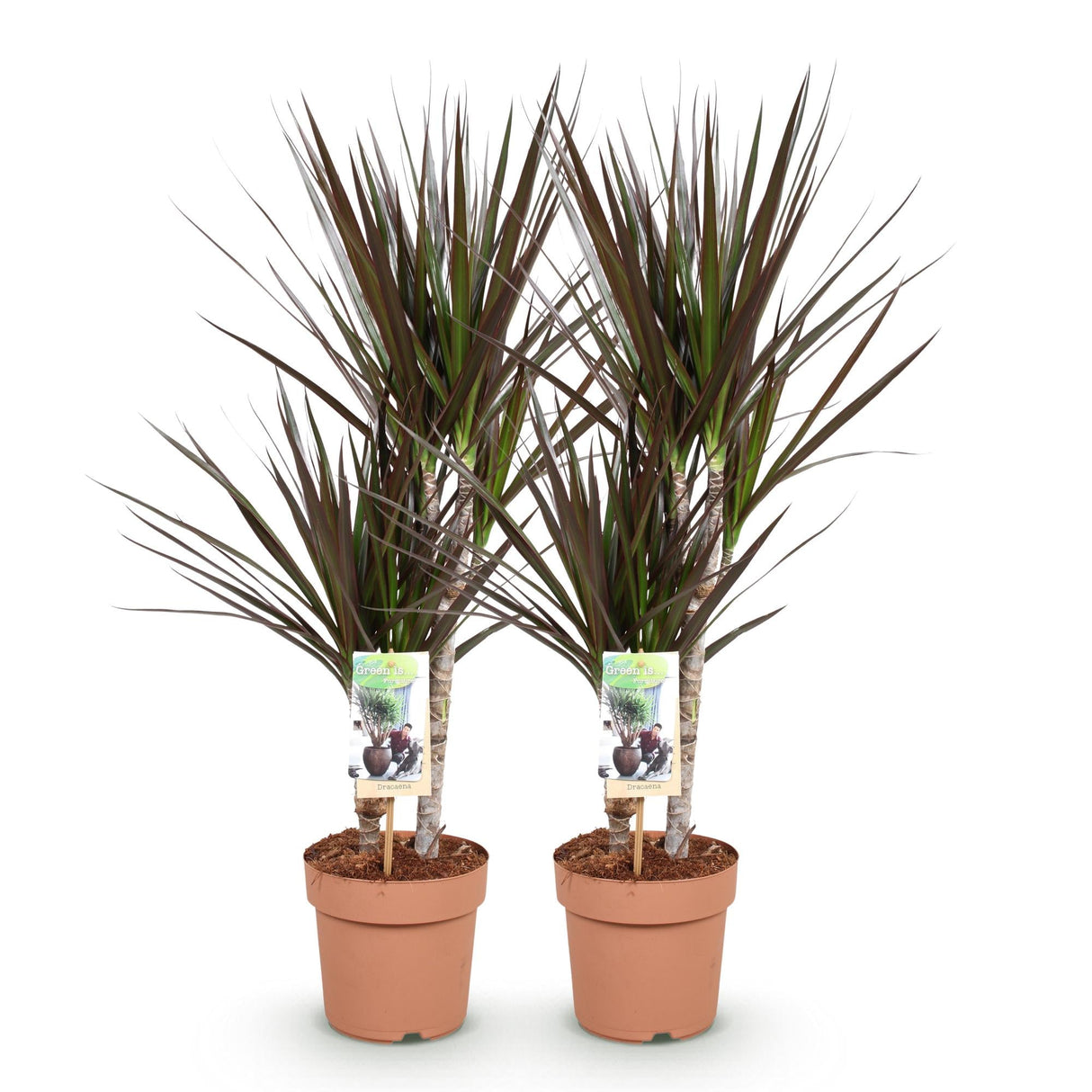 Livraison plante Dracaena Magenta – Lot de 2 – Pot 17 cm – Hauteur 70 - 80 cm