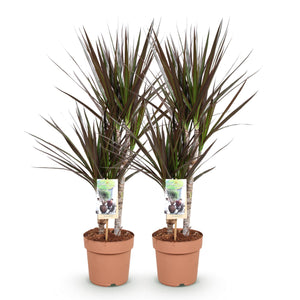 Livraison plante Dracaena Magenta – Lot de 2 – Pot 17 cm – Hauteur 70 - 80 cm