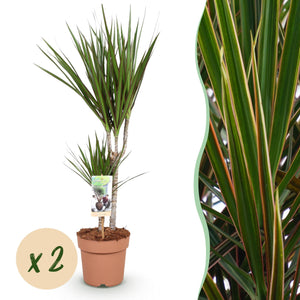 Livraison plante Dracaena Marginata