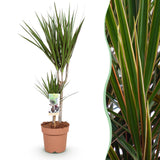 Livraison plante Dracaena Marginata