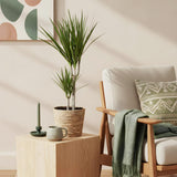 Livraison plante Dracaena Marginata