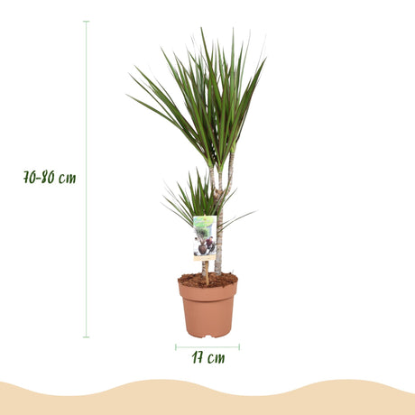 Livraison plante Dracaena Marginata