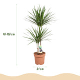 Livraison plante Dracaena Marginata
