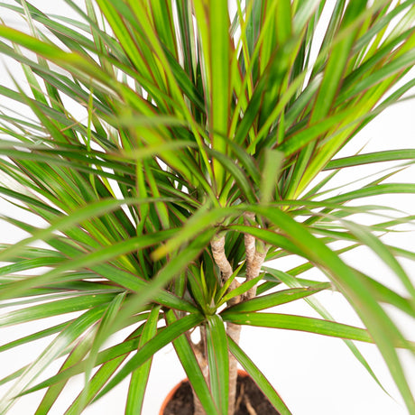 Livraison plante Dracaena Marginata